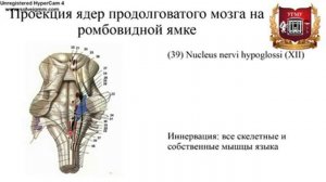 Продолговатый мозг: строение и функциональное значение ядер и проводящих путей