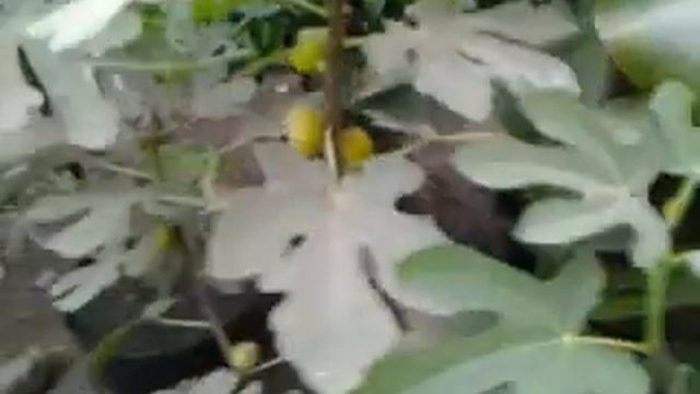 Узбекский жёлтый. Сорт инжира.