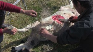усыпление и разделка овцы, Монголия