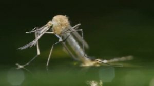 Зачем комары пьют кровь.Какую кровь пьют комары