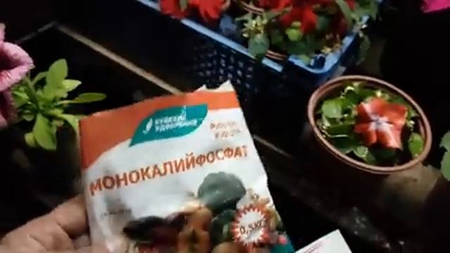 Чем подкормить Петунию для ПЫШНОГО Цветения. как ПРАВИЛЬНО кормить цветы. БАЛЬЗАМИН видео.mp4 смотреть онлайн