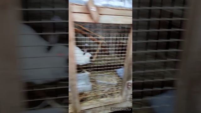 Видео оставил на память.Кроликоферма в лесу Марий Эл | Mr.Krol12 | апрель 2023 | Начало август 2022