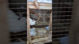 Видео оставил на память.Кроликоферма в лесу Марий Эл | Mr.Krol12 | апрель 2023 | Начало август 2022