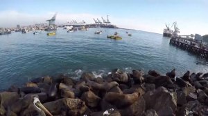 ЮЖНАЯ АМЕРИКА! Чили, Сан Антонио. Морские котики, два пеликана!