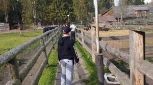 Подмосковье, отель Country Resort, зоопарк