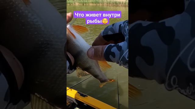 Что живет внутри рыбы...