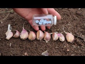 Замочите чеснок перед посадкой в этих таблетках! Головки будут крупные, без гнили, пролежат долго.