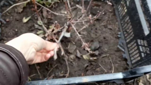 Как перезимовала ЖИМОЛОСТЬ? неизвестный низкорослый сорт жимолости. Ежевика Натчез смотреть онлайн