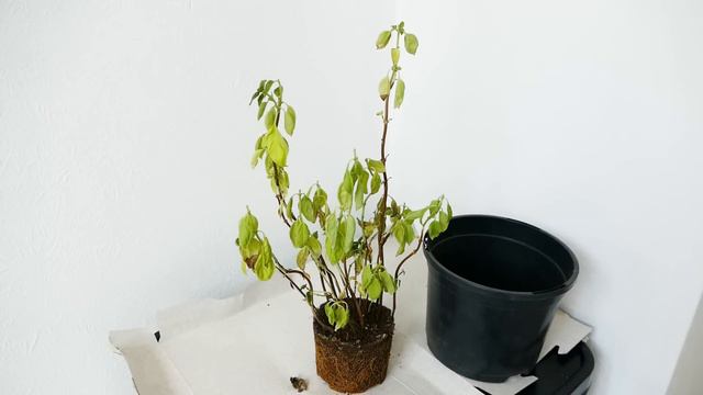 How To Save A Basil Plant (With Time Lapse) смотреть онлайн