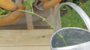 Bouturage du géranium