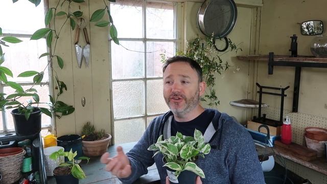 Pothos & Philodendron Brasil Care Guide + Project Ideas - Epipremnum aureum - Scindapsus pinnatum