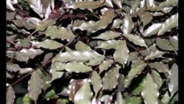 Леея смотреть онлайн