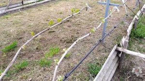 Многоярусная прививка винограда. Виноградник Владимира Дорошенко