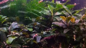 Креветкарий 40л. Креветки кристалл (Crystal Shrimp), (Caridina cf. cantonensis).