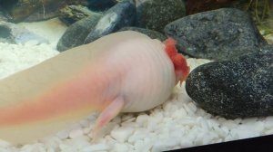 Аксолотль -Интересные факты | Кто такой AXOLOTL