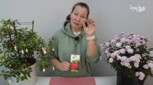 ПЯТЬ ЦИННИЙ, КОТОРЫЕ ПЕРЕВЕРНУТ ВАШЕ ПРЕДСТАВЛЕНИЕ О ЦВЕТКЕ. ЛУЧШИЕ СЕМЕНА ЦИНИЙ