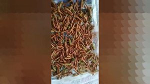 Сбор и подготовка сосновых почек для варки варенья. Варенье из сосновых почек.