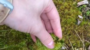 Мох сфагнум. Зелёный блог. Как проходит сбор