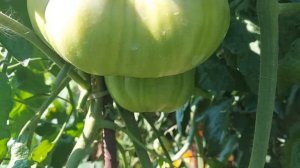 Томат сорта"Огромная слива."