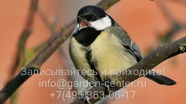 Мастер-Класс "Дом для птички невелички-2"! смотреть онлайн