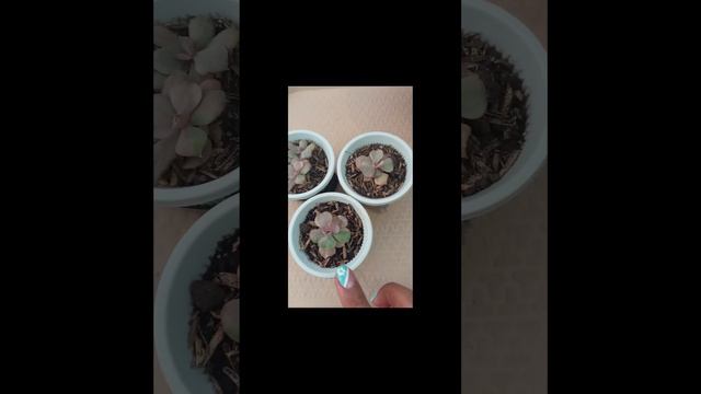 #short Echeveria beyonce rainbow ❤️❤️❤️ смотреть онлайн