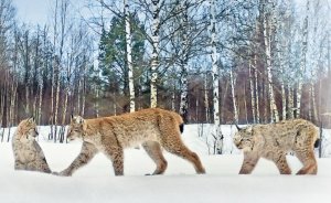 Времена года по-керженски