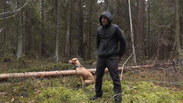 Стек (разжимка) для разжатия челюстей собаки./#apbt #апбт#питбуль#питбультерьер#собака смотреть онлайн