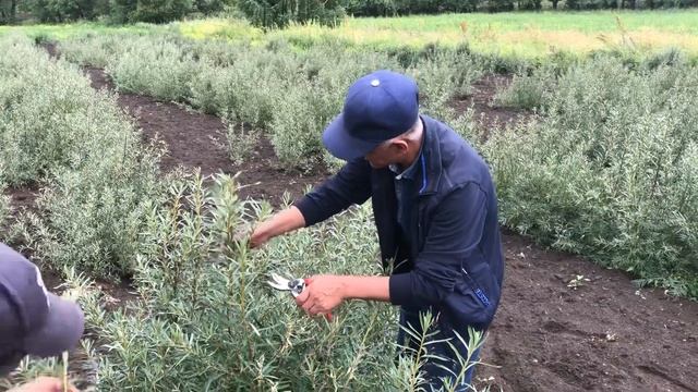 Заготовка черенков облепихи для зеленого черенкования. смотреть онлайн