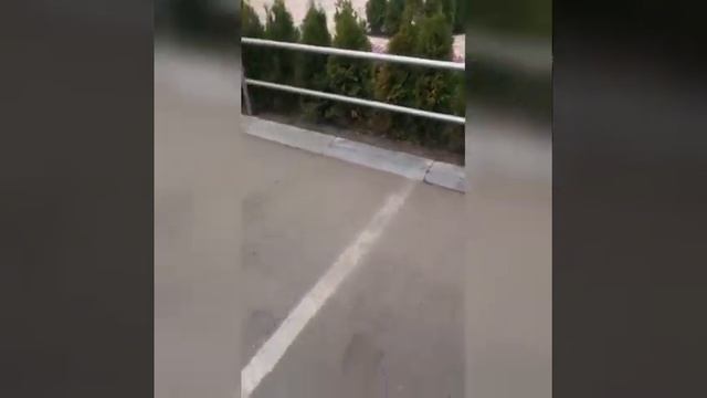 Только зеленые хвоинки! Результат применения удобрения "Зеленая игла". смотреть онлайн