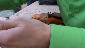 Установка струн на скрипке и других струнных инструментах