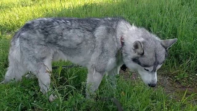Травоядные на прогулке 🐕 смотреть онлайн