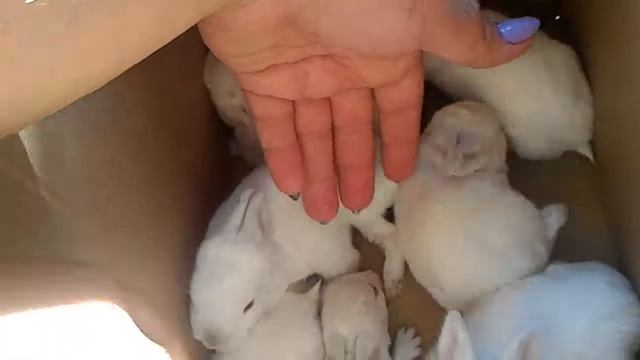 13 день!! Смотрим глазки у крольчат смотреть онлайн