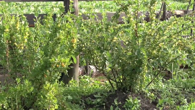 Удачники 25 06 16 смотреть онлайн