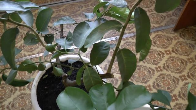 Как посадить, разводить и выращивать лимон дома