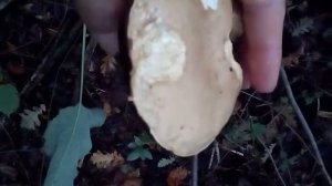 помогите опознать трубчатый гриб с  желтой шляпкой