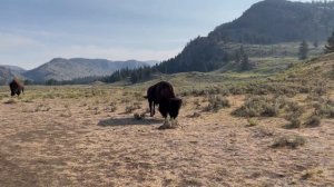 Buffalo unfazed by geyser. YELLOWSTONE NATIONAL PARK 2021.