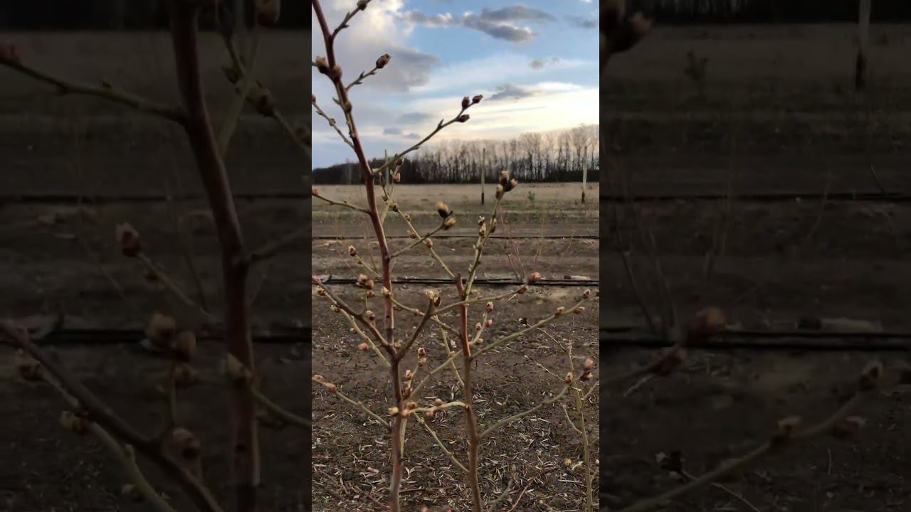 Будет отличный урожай! Плодовая почка на молодом кусте голубики сорта Нортленд. #голубика смотреть онлайн