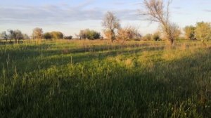 Нерест рыбы в АСТРАХАНИ: Ловля САЗАНА руками в разливах.