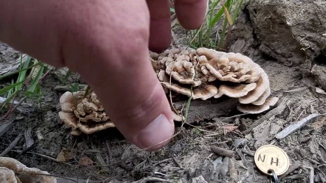 Wrośniak różnobarwny (Trametes versicolor) - 25.09.2020, Nowa Huta, Kraków. смотреть онлайн