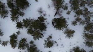 Съемка с DJI mini 3 pro (лоси в зимнем лесу)