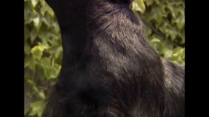 Скотч терьер (Средние терьеры). Энциклопедия пород собак.