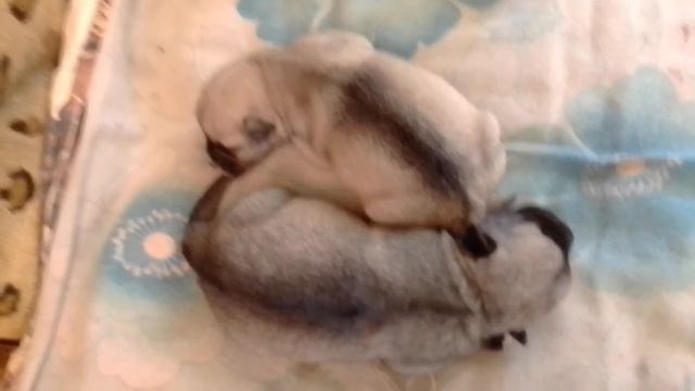 Купирование хвостов щенкам Миттельшнауцерам смотреть онлайн