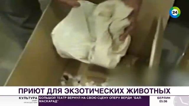 Под Коломной появился приют для крокодилов смотреть онлайн