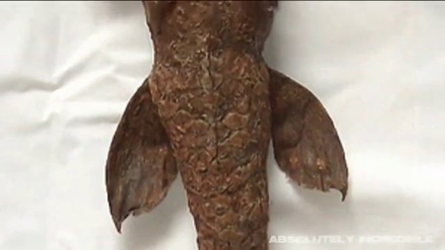 ШОК!!! УЧЕНЫЕ НАШЛИ НАСТОЯЩУЮ РУСАЛКУ! смотреть онлайн