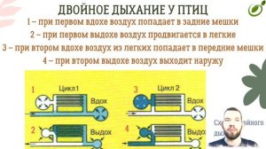 Л.34 | ДЫХАНИЕ ОРГАНИЗМОВ | ОБЩАЯ БИОЛОГИЯ ЕГЭ
