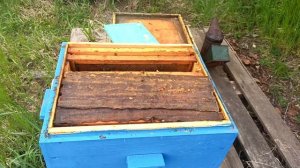 Результат обработки щавелевой кислотой весной