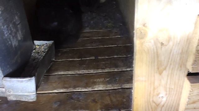 СЕМЕЙНОЕ РАЗВЕДЕНИЕ КРОЛИКОВ ПРОВАЛ смотреть онлайн