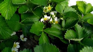 Состояние клубники сорт Клери. Массовое цветение и опыление клубники.