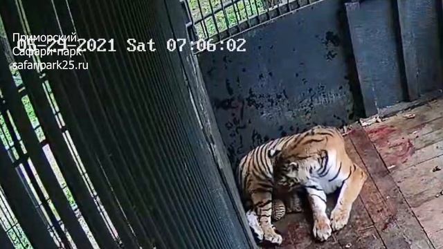 В Приморском Сафари-парке родились тигрята! смотреть онлайн