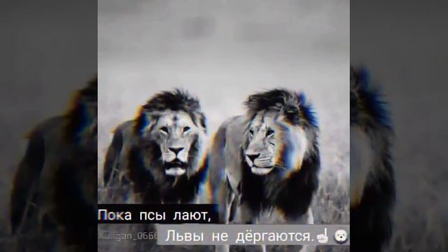 Лев это просто царь зверей а Тигр это царь животных смотреть онлайн